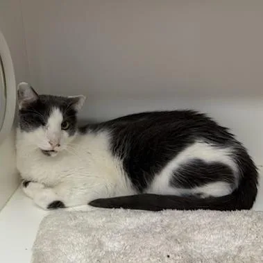 Whiplash thumbnail 2