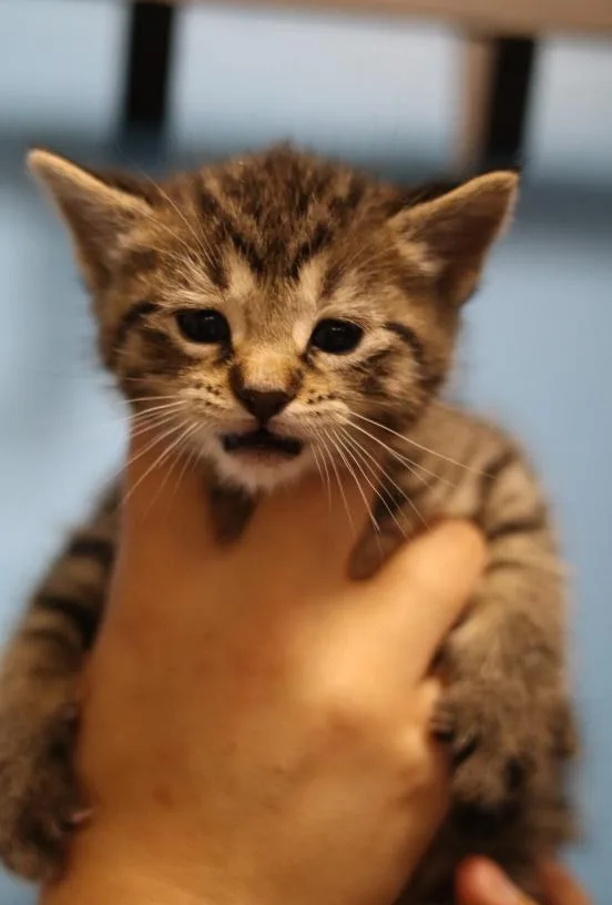 A baby medium-sized male Tabby (Brown / Chocolate) Domestic Short Hair cat named Ozzy for adoption in Chicago, IL