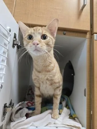 An adult small-sized male Domestic Short Hair cat named Conan O`MeowBrien for adoption in Savannah, GA