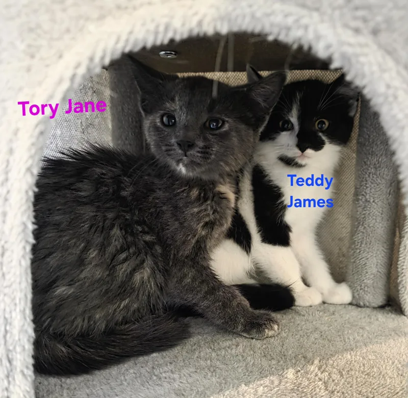 A baby medium-sized female Dilute Calico cat named Tory Jane for adoption in Jamesville, NY