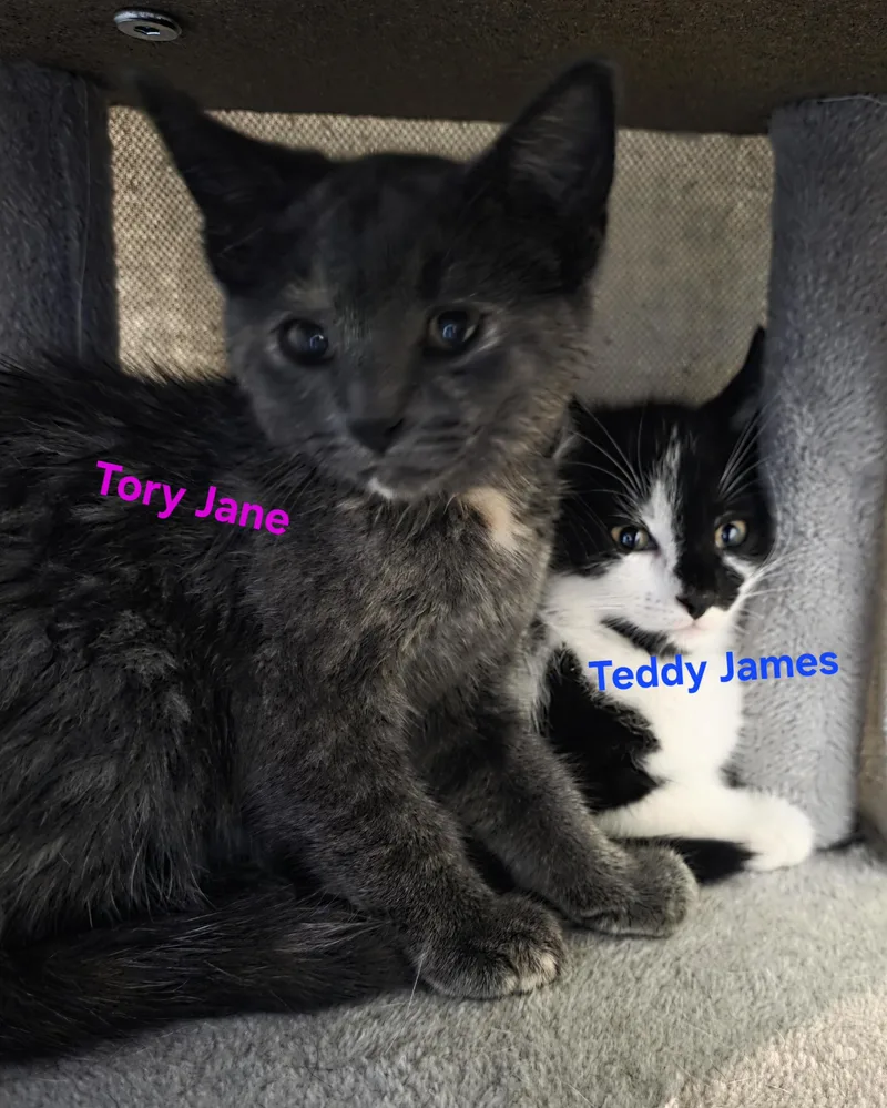 Tory Jane thumbnail 3