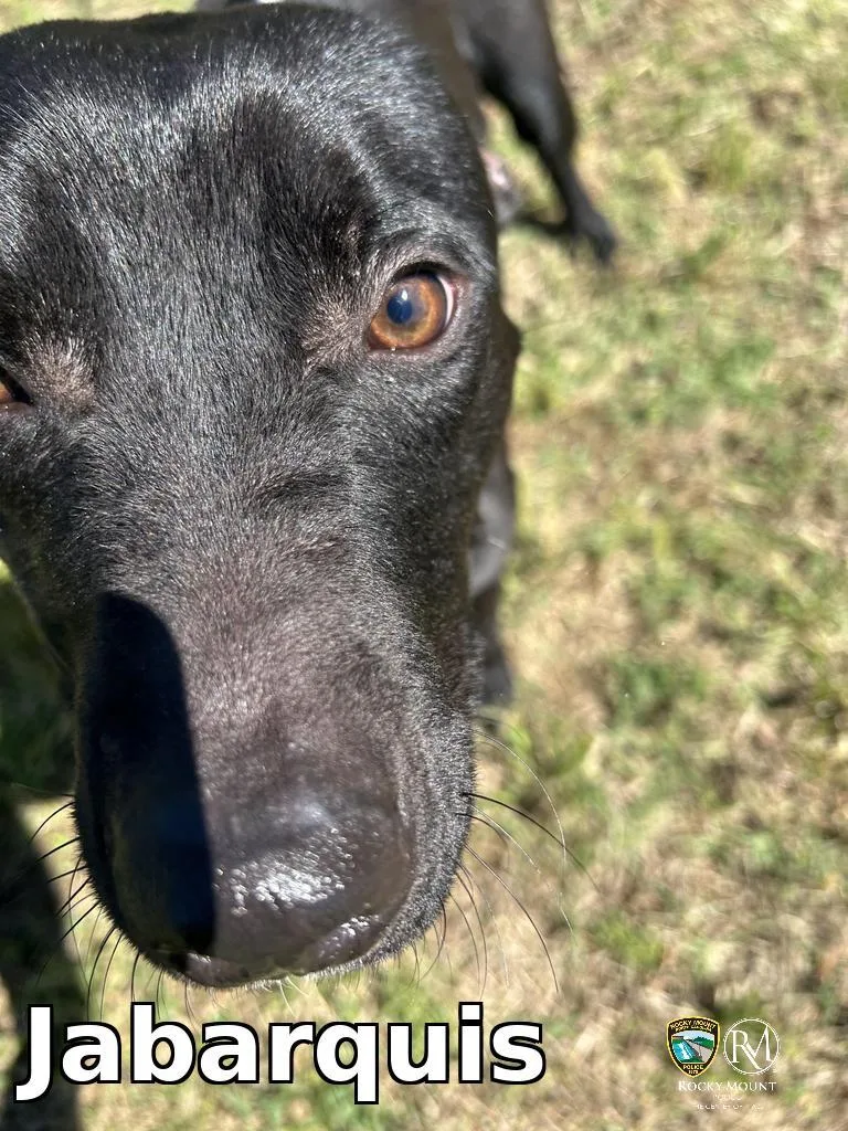A young medium-sized male Pit Bull Terrier dog named Jabarquis for adoption in Rocky Mount, NC