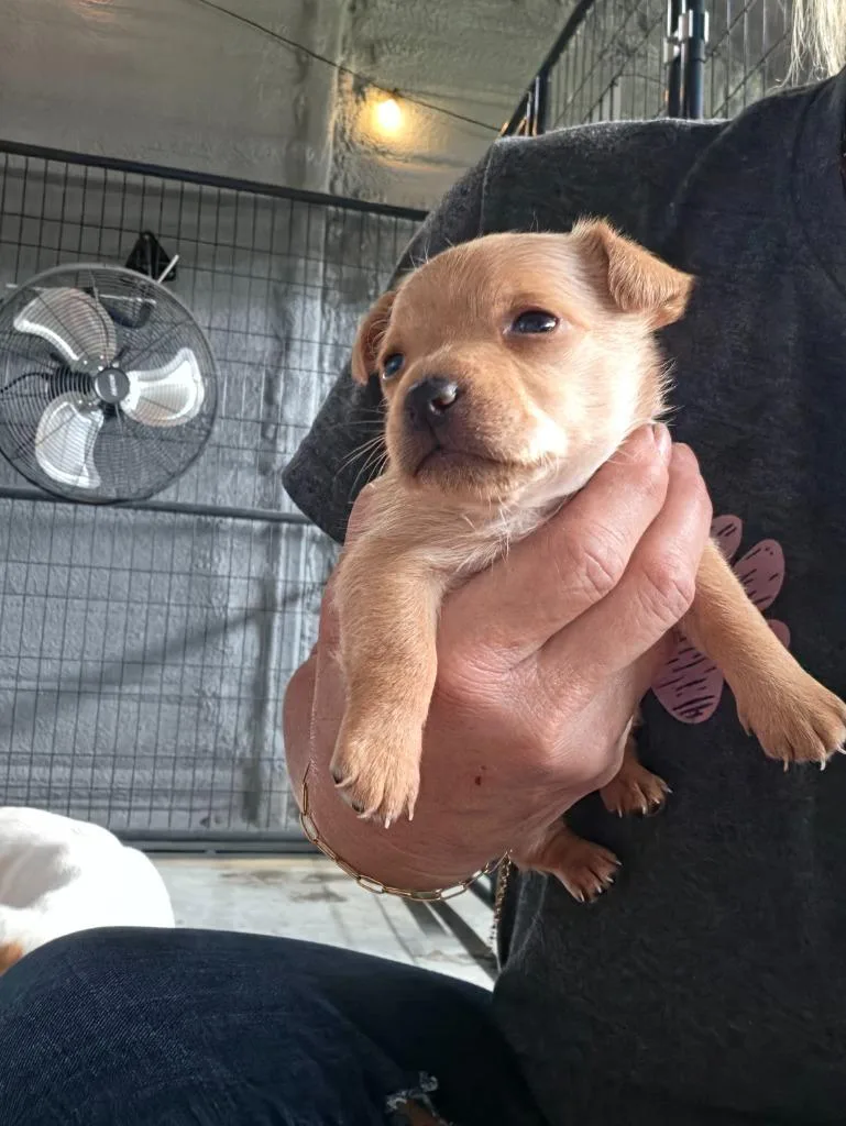 A baby small-sized female Chihuahua dog named Basil for adoption in Waynesville, GA
