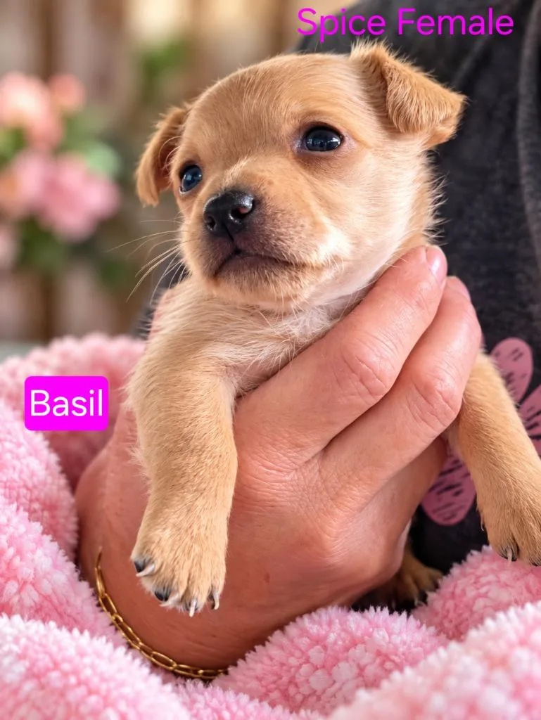 Basil thumbnail 2