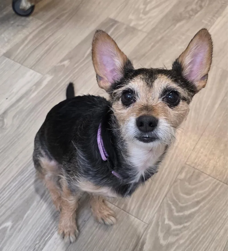 A young small-sized male Rat Terrier dog named Ramesses for adoption in New York, NY