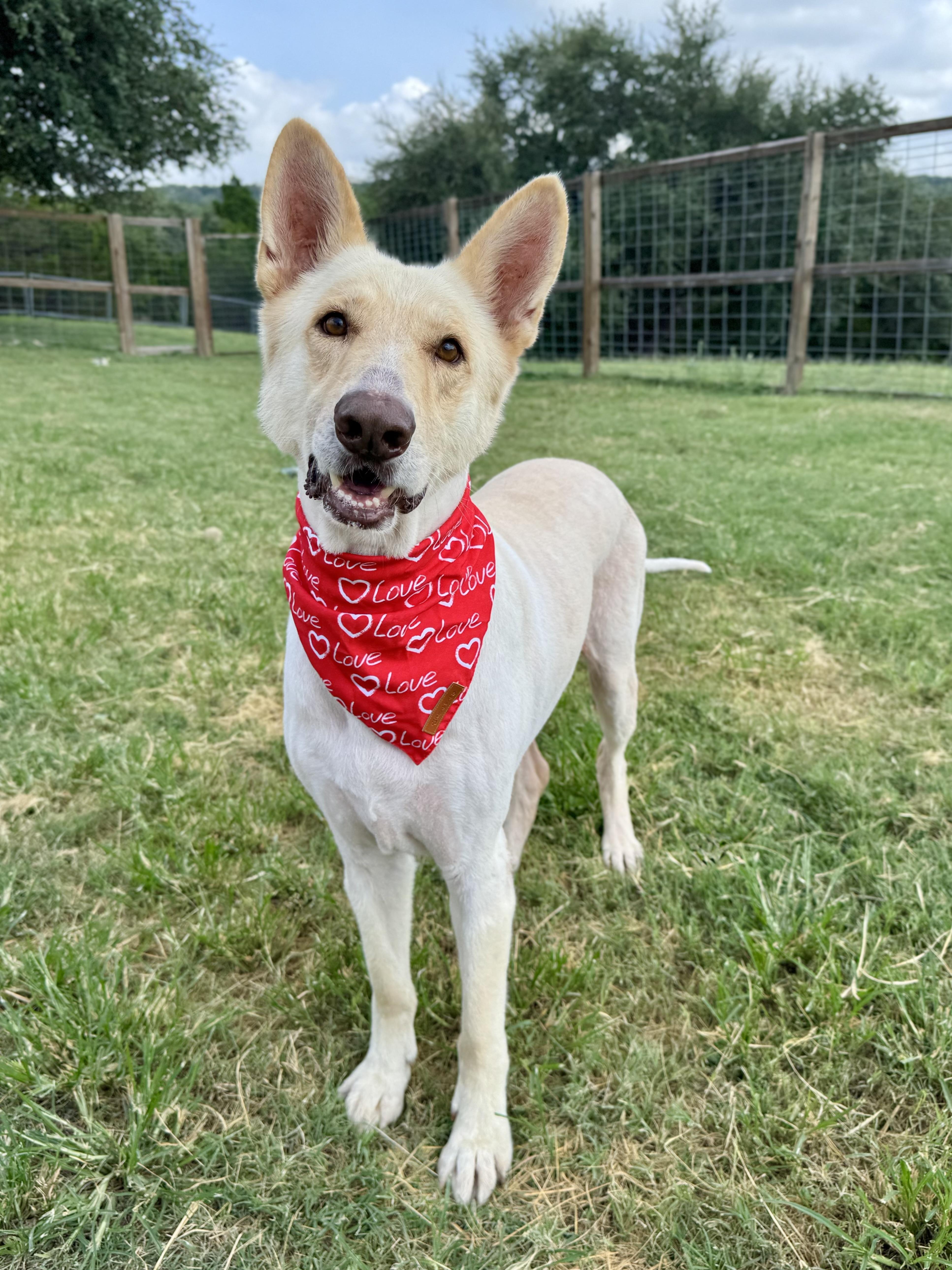 An adult large-sized male White / Cream German Shepherd Dog dog named Lucky for adoption in Southport, CT