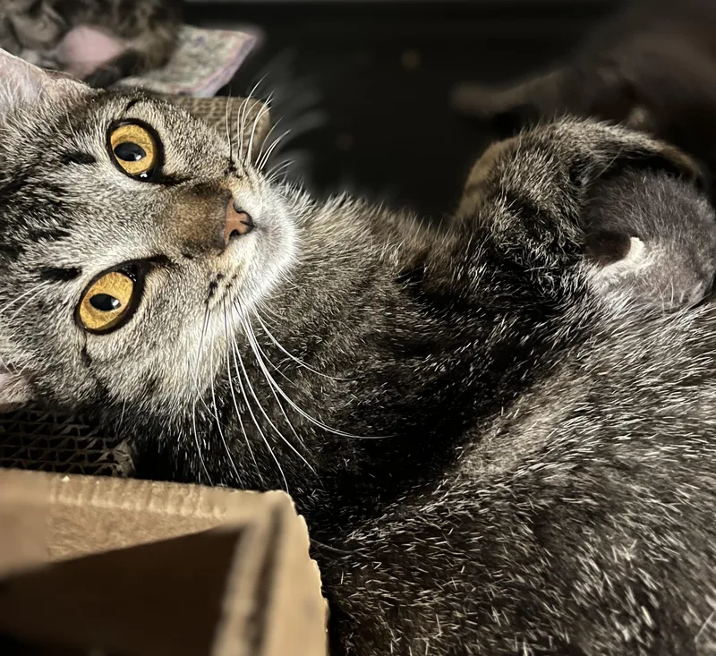 An adult medium-sized female Tabby (Gray / Blue / Silver) Domestic Short Hair cat named Bella for adoption in Shingletown, CA