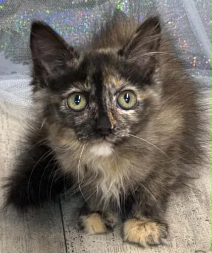 An adult small-sized female Domestic Short Hair cat named Spicey for adoption in Shreveport, LA