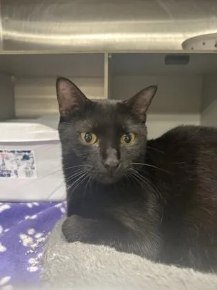 A young medium-sized female Domestic Short Hair cat named Raven for adoption in Picayune, MS
