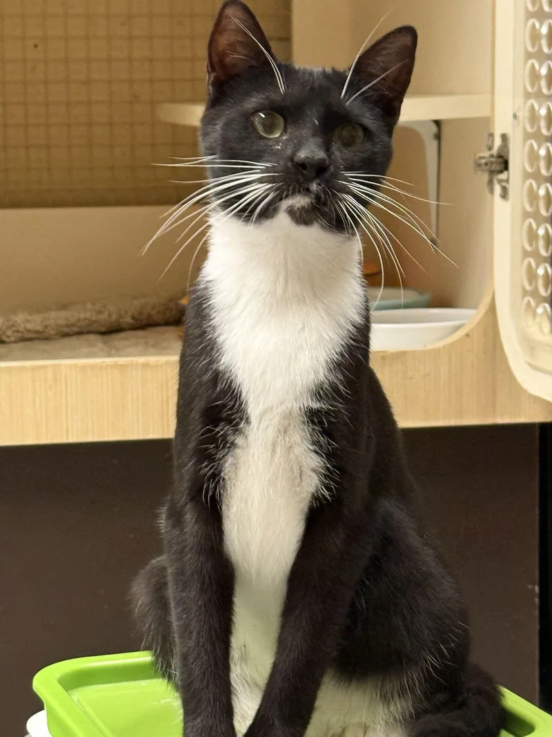 Ha'lia Napa Petco thumbnail 4