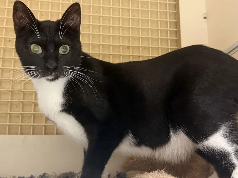 Ha'lia Napa Petco thumbnail 6