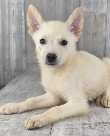 An adult small-sized female German Shepherd Dog dog named Tiney for adoption in Shreveport, LA