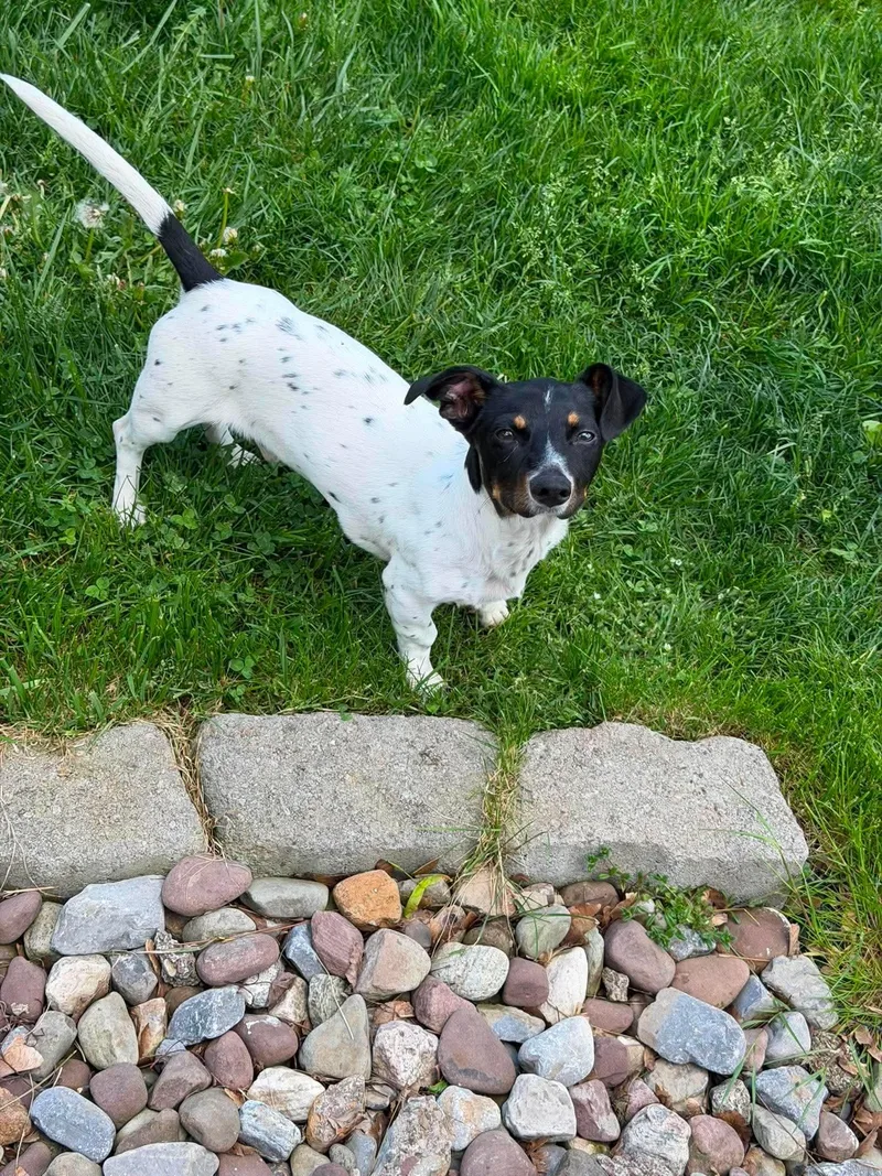 A baby small-sized male Mixed Breed dog named Chip for adoption in Rochester , NY