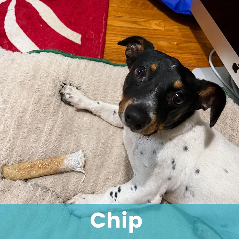 Chip thumbnail 4