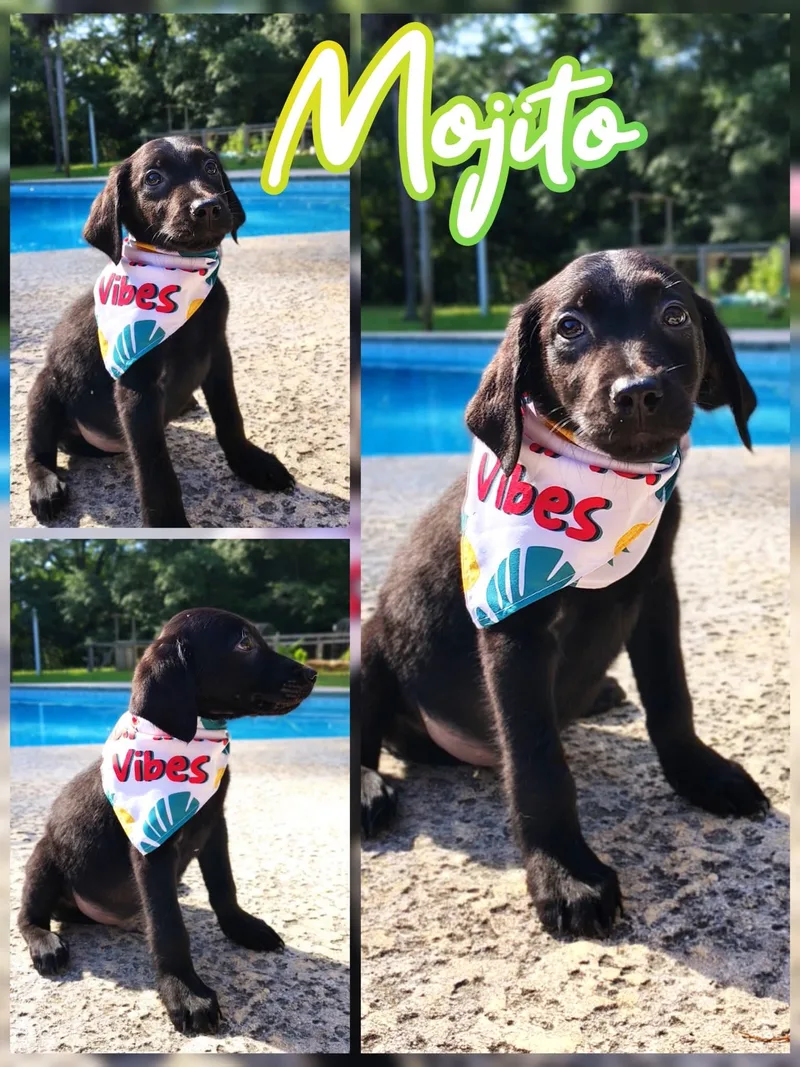 A baby medium-sized male Black Labradoodle dog named Mojito for adoption in Palm Bay, FL