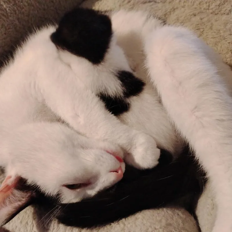 A young medium-sized female White Domestic Short Hair cat named Lorelai for adoption in Carmel, IN