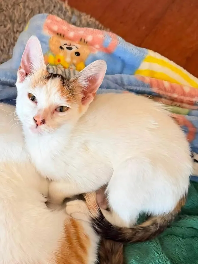 A baby small-sized female Orange & White Domestic Short Hair cat named Patsy for adoption in Metamora, IL