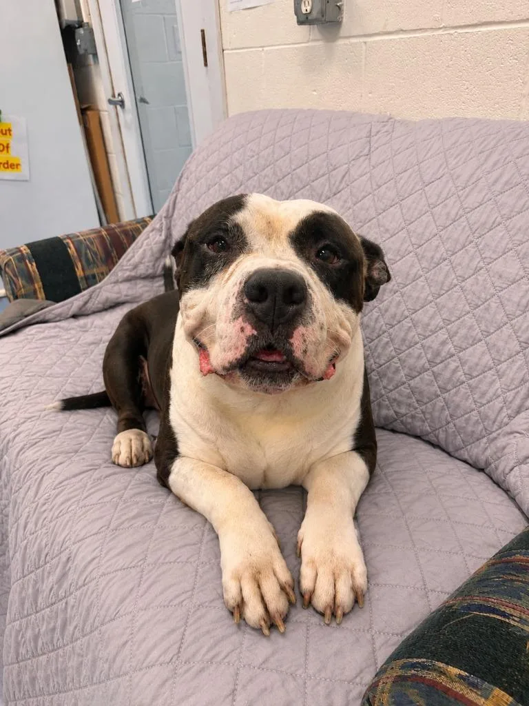 An adult large-sized male American Bulldog dog named Cobblestone for adoption in Muskegon, MI