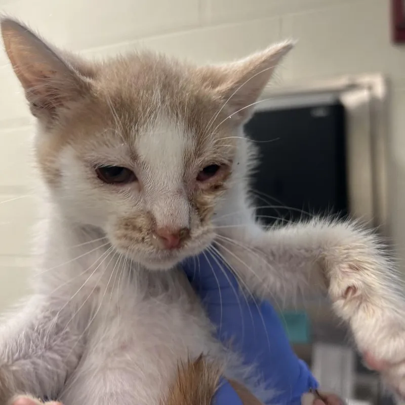 A baby small-sized male White Domestic Short Hair cat named Sticker for adoption in Charlottesville, VA