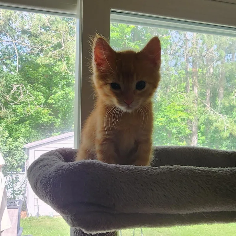 A baby medium-sized male Orange / Red Domestic Short Hair cat named Shrek for adoption in Plover, WI