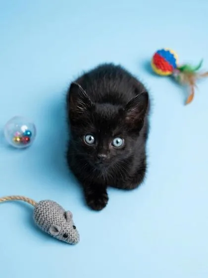 A baby small-sized male Domestic Medium Hair cat named Audi for adoption in Cumming, GA