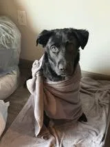 An adult large-sized male Black Labrador Retriever dog named Chief for adoption in Stillwater, OK