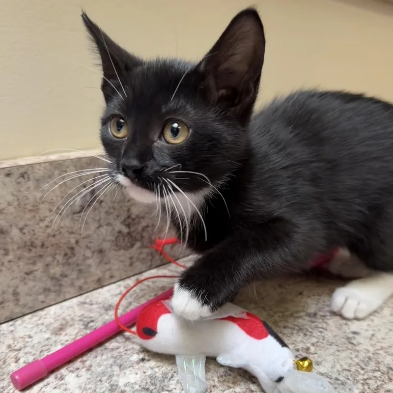 A baby small-sized female Black Domestic Short Hair cat named Squinkie for adoption in York, PA