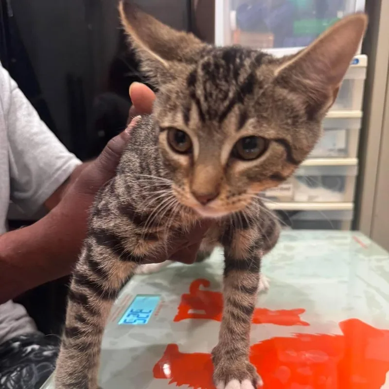 A baby small-sized male Brown / Chocolate Domestic Short Hair cat named Sparrow for adoption in Amarillo, TX