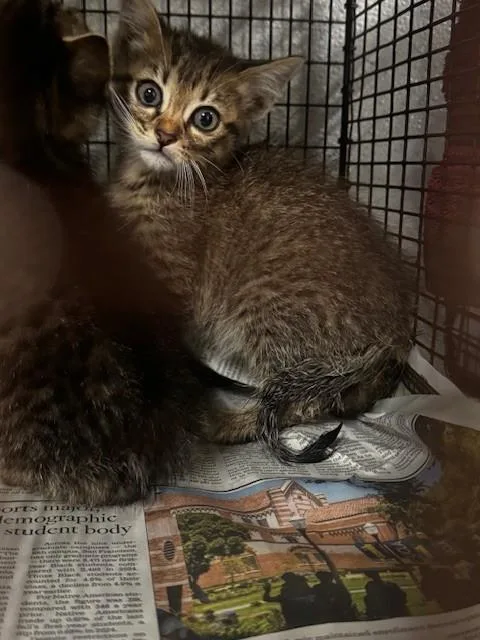 A baby small-sized male Domestic Short Hair cat named Billy for adoption in Los Angeles, CA