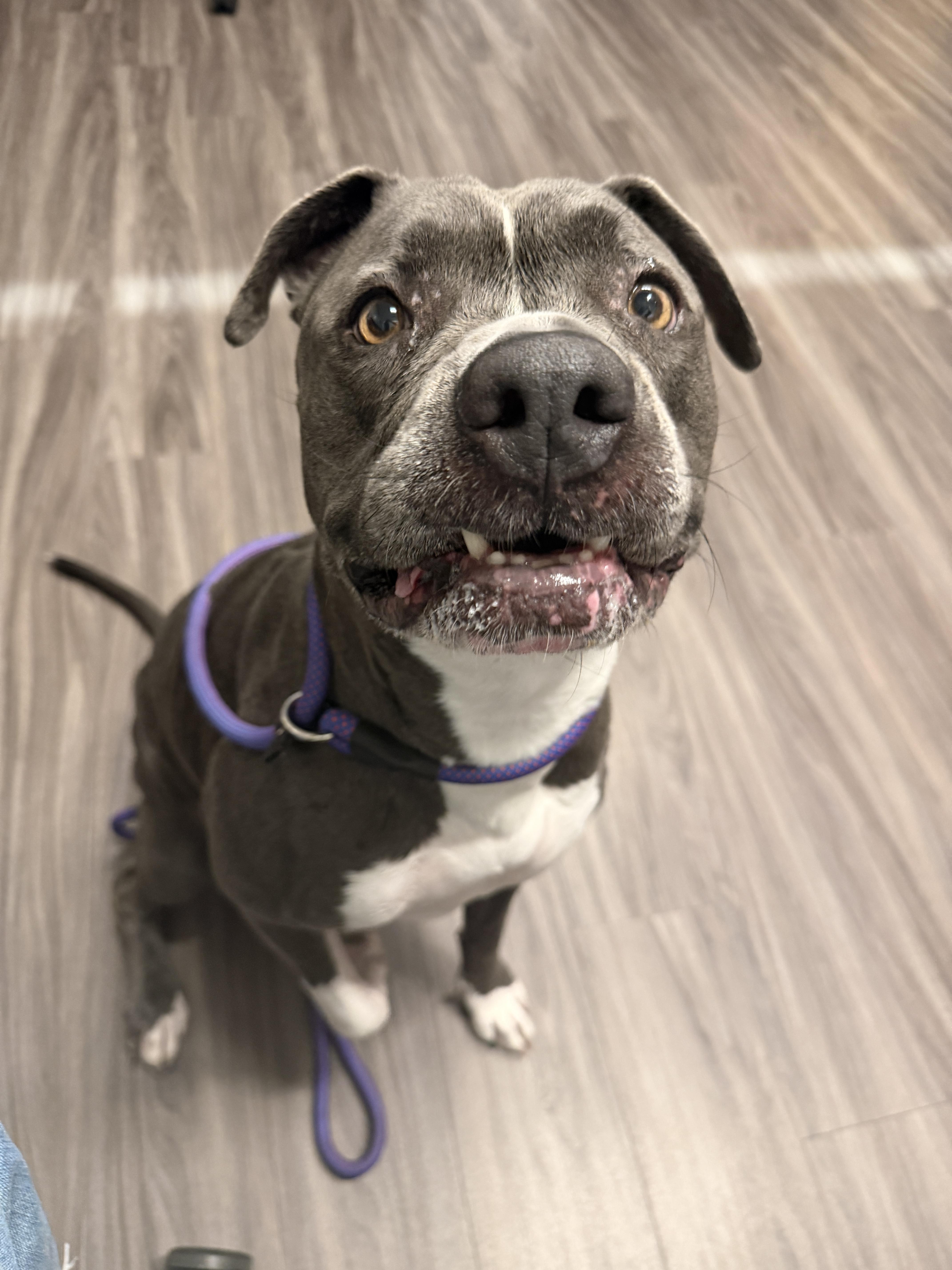 An adult medium-sized female American Staffordshire Terrier dog named Roxie for adoption in Chandler, AZ