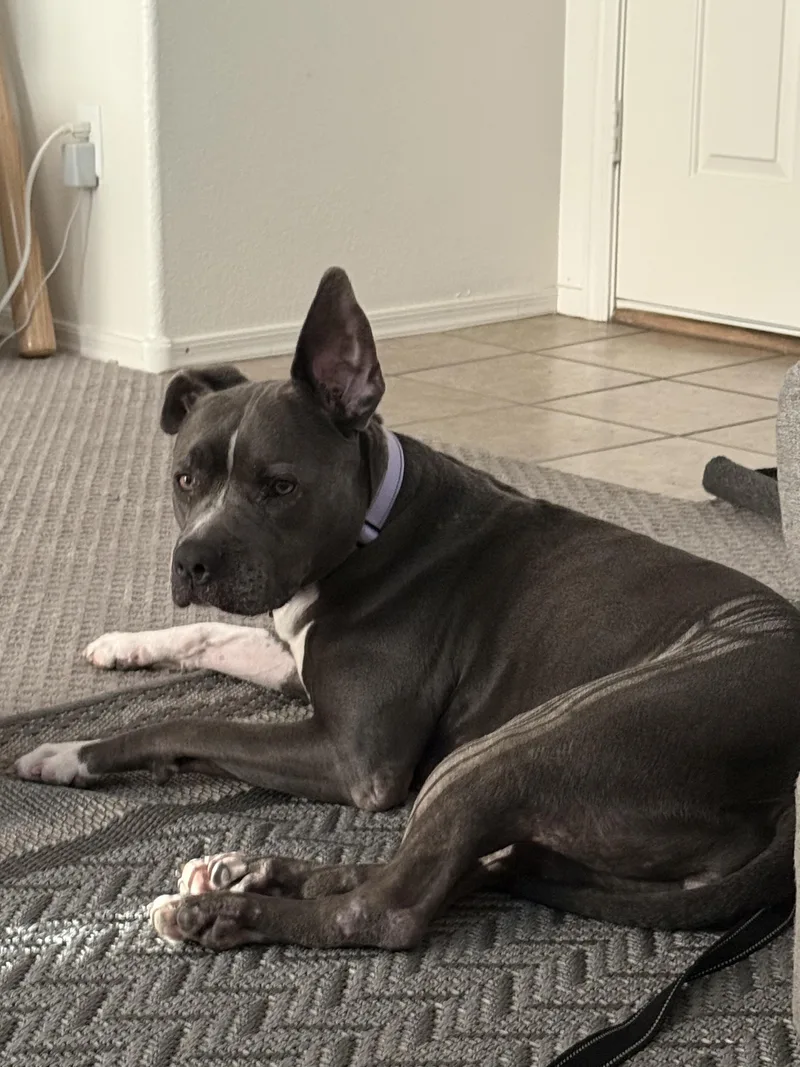 Roxie thumbnail 2