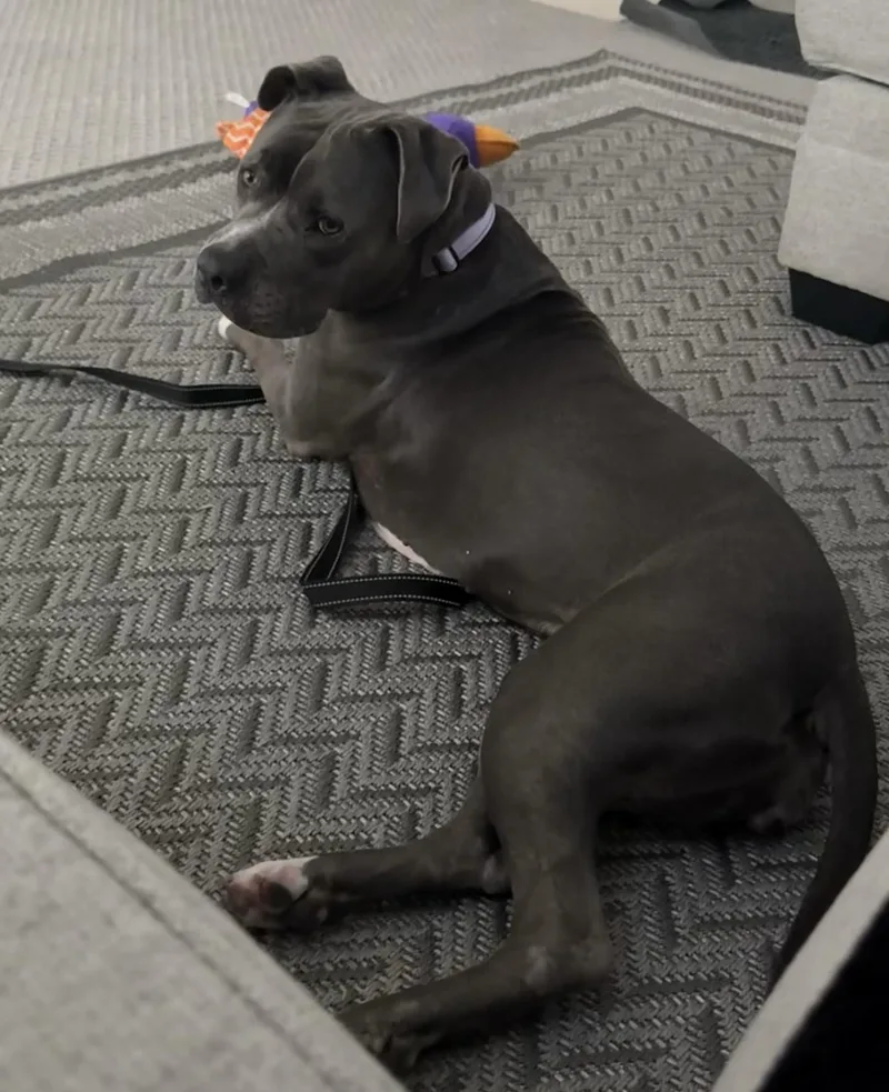 Roxie thumbnail 3