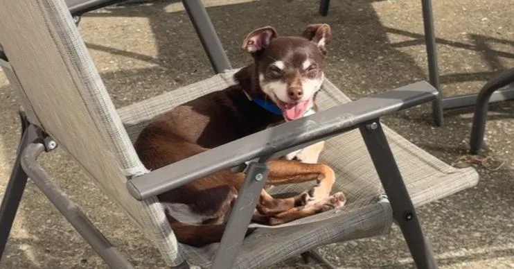 An adult small-sized male Chihuahua dog named Jax~ for adoption in Columbia, TN