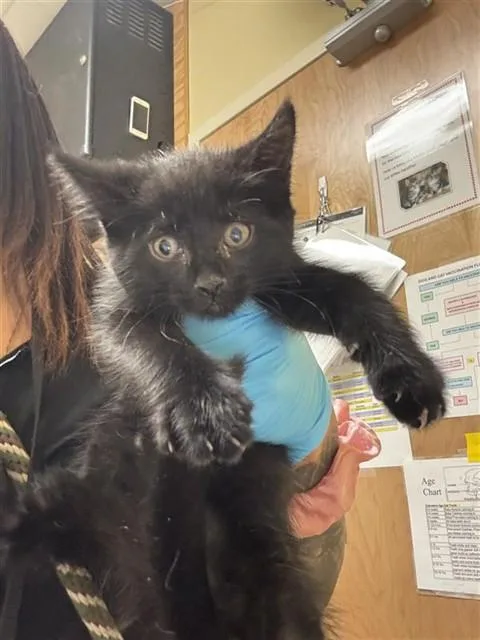 A baby small-sized female Domestic Short Hair cat named A for adoption in Sacramento, CA