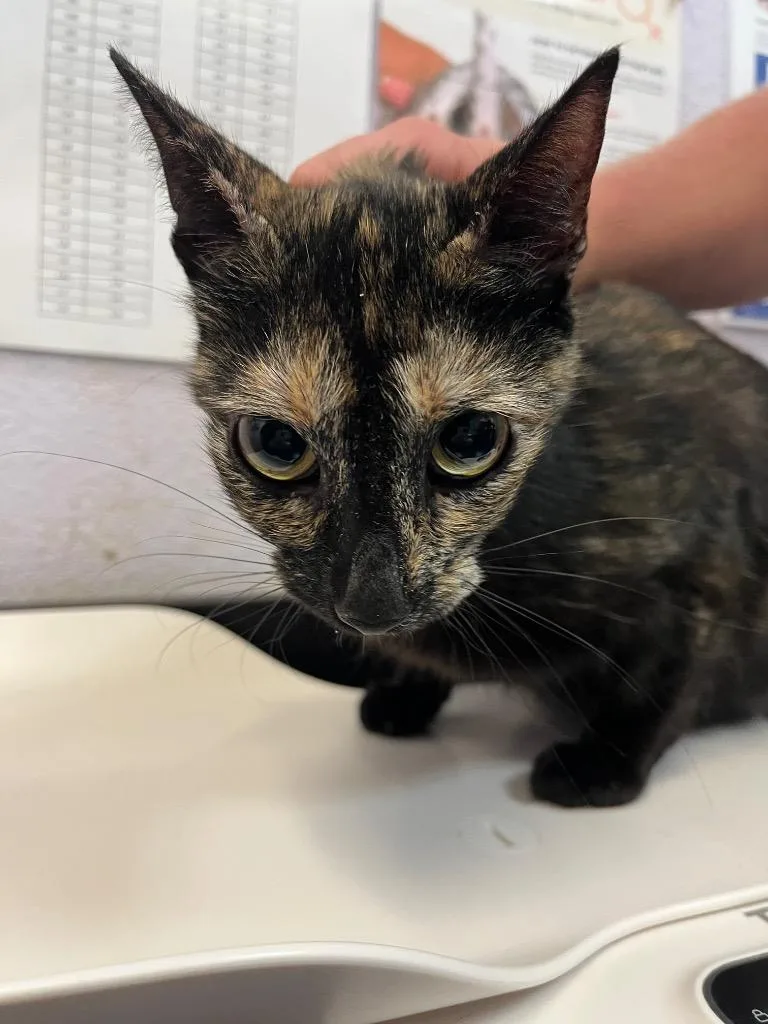 A young medium-sized female Domestic Short Hair cat named Landa for adoption in New Braunfels, TX