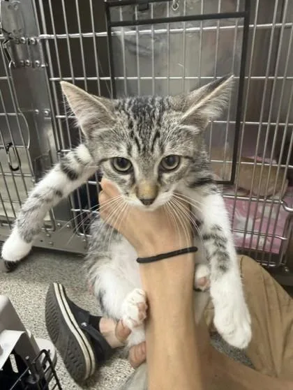 An adult small-sized male Domestic Short Hair cat named Richard for adoption in Conway, AR