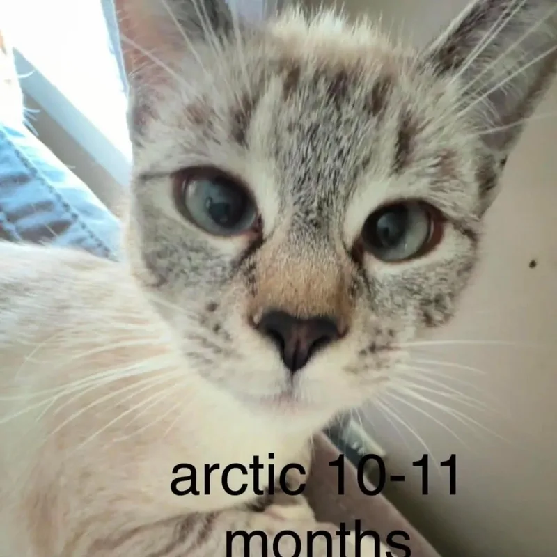 A young medium-sized female Gray & White Siamese cat named Arctic for adoption in HANSON, MA