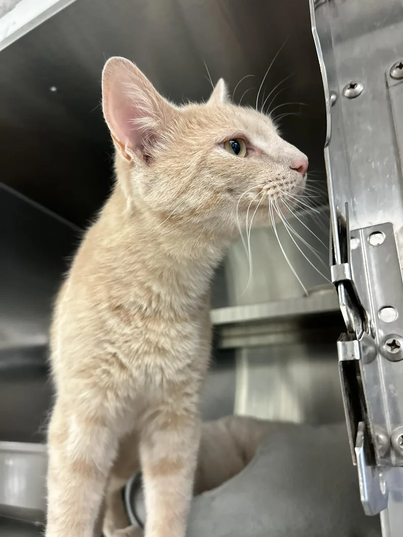 A young medium-sized male Buff / Tan / Fawn Extra-Toes Cat / Hemingway Polydactyl cat named Peanut for adoption in Sudbury, MA