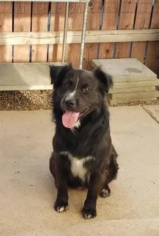 An adult large-sized male Black Border Collie dog named Rocco for adoption in Ventura, CA
