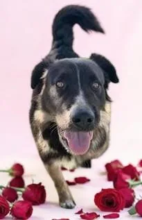 Rocco thumbnail 2