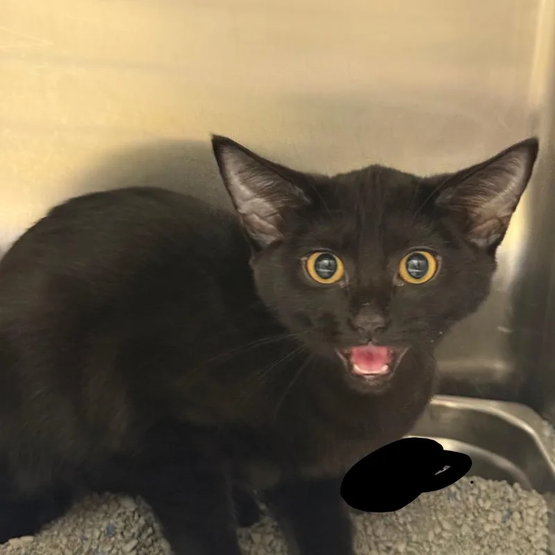 A baby small-sized female Black Domestic Short Hair cat named Butterscotch Pudding for adoption in Winston-Salem, NC