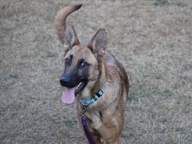 A young medium-sized female German Shepherd Dog dog named Hope for adoption in Chapel Hill, NC
