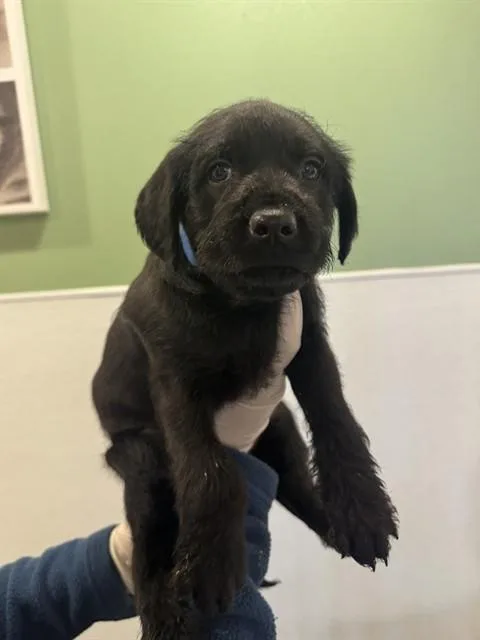 A young small-sized male Shepherd dog named Aaron for adoption in Riverside, CA