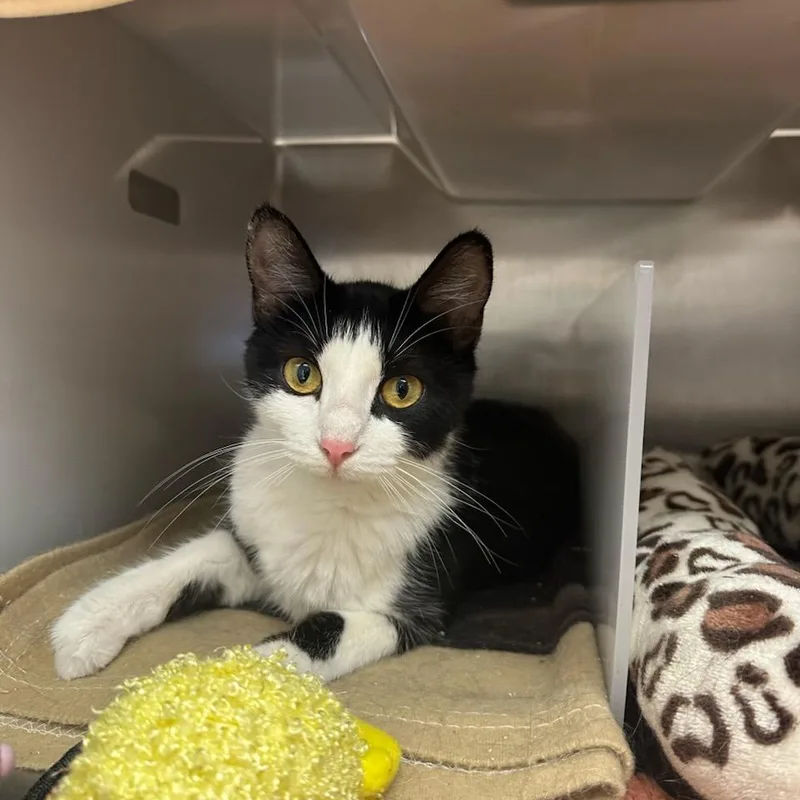 A young medium-sized female Black Domestic Medium Hair cat named Pepper for adoption in Santa Barbara, CA