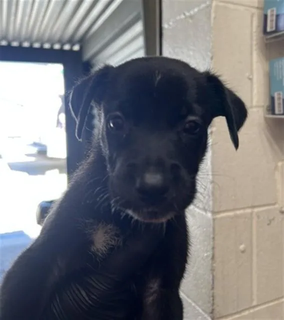 A baby small-sized male Pit Bull Terrier dog named Bruce for adoption in San Bernardino, CA