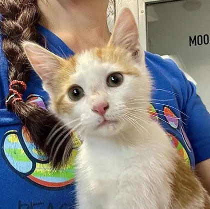 A baby medium-sized male Orange & White Domestic Short Hair cat named Pierre for adoption in Tinley Park, IL