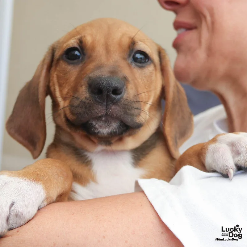A baby large-sized female Hound dog named Walnut for adoption in Washington, DC