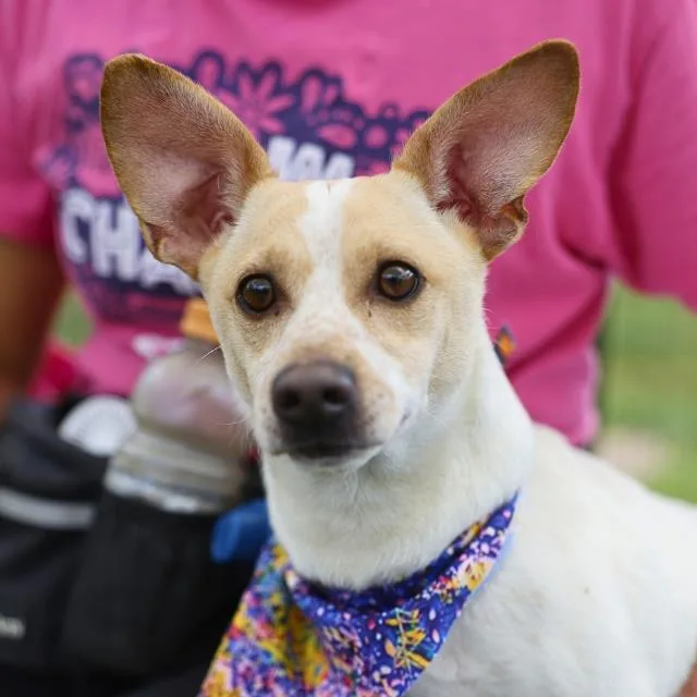 An adult small-sized male Chihuahua dog named Teddy for adoption in San Antonio, TX