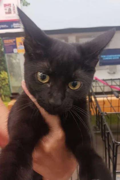 A baby medium-sized female Domestic Short Hair cat named Pantherette for adoption in Fort Oglethorpe, GA