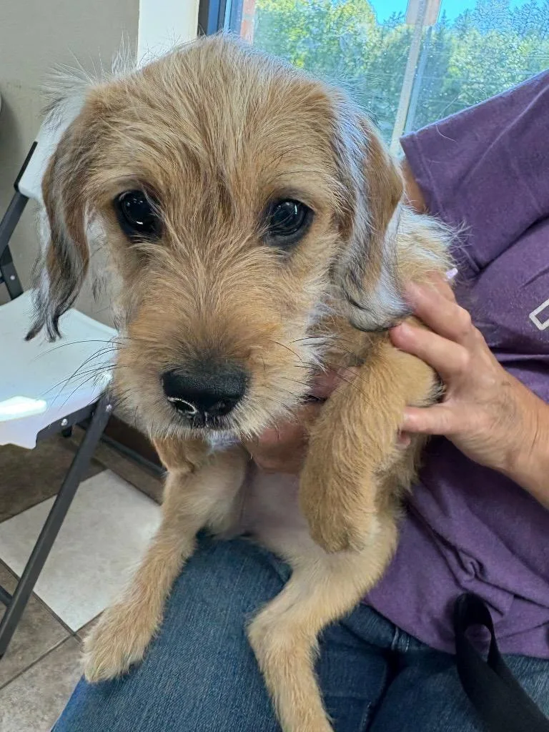 A baby small-sized female Wirehaired Terrier dog named Little Girl for adoption in Mocksville, NC